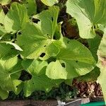 Ligularia fischeri Leaf