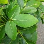 Tabebuia pallida Blatt