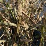 Echinochloa frumentaceaLeaf