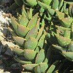 Aloe distans Лист