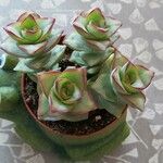 Crassula perforata Folha