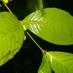 Quiina macrophylla Frunză