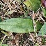 Ophrys passionis Hoja