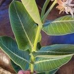 Asclepias speciosa Leaf