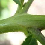 Stachytarpheta cayennensis Sonstige