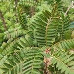 Sorbus rosea