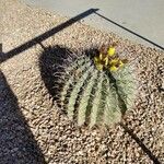 Ferocactus wislizeni Fruto