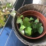 Hedera canariensis Leaf