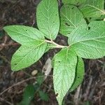 Lepidaploa arborescens Leaf