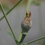 Silene behen Floare