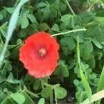 Papaver dubium Fleur