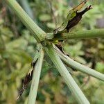 Eryngium yuccifolium Bark