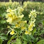 Corydalis bracteata Flower