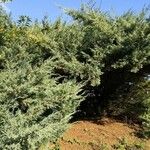 Juniperus osteosperma Hábito