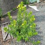 Oenothera biennis Plante entière