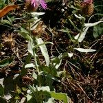 Centaurea jordaniana 形態
