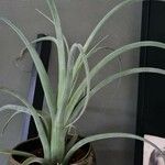 Tillandsia paucifolia 葉