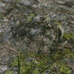 Oreochloa seslerioides Habit