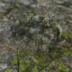 Oreochloa seslerioides