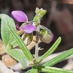 Polygala sphenoptera Flor