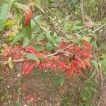 Woodfordia fruticosa Flower