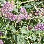 Mentha longifolia Flower