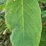 Hydrangea sargentianaLeaf