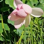 Nelumbo nucifera Blüte