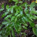 Desmoncus polyacanthos Folha