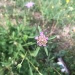 Sixalix atropurpurea Flower