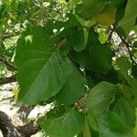 Prunus armeniaca Hoja