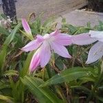 Crinum mooreiBlüte