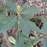 Illicium floridanum Blatt