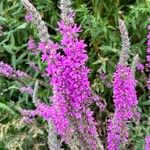 Lythrum salicaria Habitat