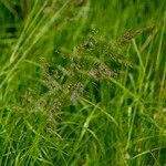 Calamagrostis canescens Folha