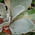 Verbascum boerhavii Feuille