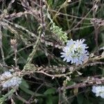 Berteroa mutabilis Λουλούδι
