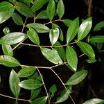 Eugenia chavarriae Leaf