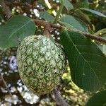 Annona senegalensis 果実