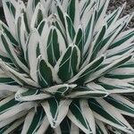 Agave victoriae-reginae Характер