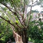 Ficus virens Habit