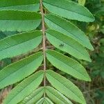 Zanthoxylum rhoifolium Blad