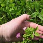Trifolium resupinatum Blad