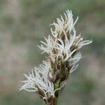 Carex stenophylla Blomst