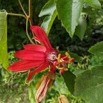 Passiflora vitifolia Kunth花