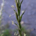 Gaudinia fragilis Flower
