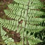 Dryopteris aemula Alia