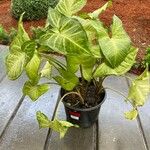 Syngonium podophyllumBlad