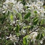 Amelanchier × lamarckiiFolha