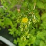Potentilla norvegica Flor